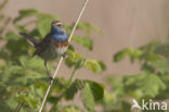 Blauwborst (Luscinia svecica)