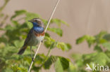 Blauwborst (Luscinia svecica)