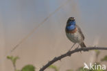 Blauwborst (Luscinia svecica)