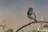 Blauwborst (Luscinia svecica)