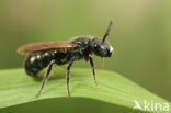 Blauwe ertsbij (Ceratina cyanea)