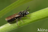 Blauwe ertsbij (Ceratina cyanea)