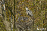 Grey Heron (Ardea cinerea)