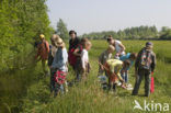 Bolgerijen en Autena