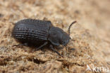 Bolitophagus reticulatus