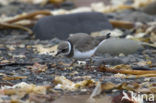 Bontbekplevier (Charadrius hiaticula)