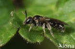 Borstelgroefbij (Lasioglossum nitidiusculum) 
