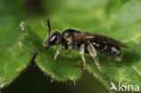 Neat Mining Bee (Lasioglossum nitidiusculum)