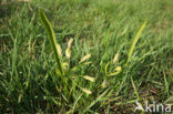 Yellow Star-of-Bethlehem (Gagea lutea)