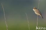 Marsh Warbler (Acrocephalus palustris)