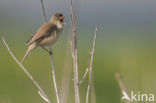 Marsh Warbler (Acrocephalus palustris)