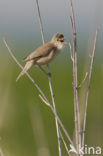 Marsh Warbler (Acrocephalus palustris)