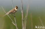 Marsh Warbler (Acrocephalus palustris)