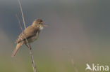 Marsh Warbler (Acrocephalus palustris)