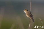 Bosrietzanger (Acrocephalus palustris)