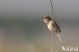 Marsh Warbler (Acrocephalus palustris)