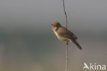 Marsh Warbler (Acrocephalus palustris)