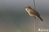 Marsh Warbler (Acrocephalus palustris)