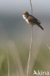 Marsh Warbler (Acrocephalus palustris)