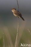 Marsh Warbler (Acrocephalus palustris)