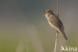 Bosrietzanger (Acrocephalus palustris)