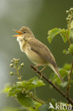 Marsh Warbler (Acrocephalus palustris)