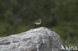 Wood Sandpiper (Tringa glareola)