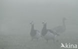 Barnacle Goose (Branta leucopsis)