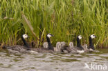 Brandgans (Branta leucopsis)