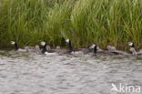 Brandgans (Branta leucopsis)