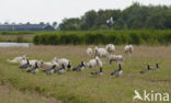 Brandgans (Branta leucopsis)