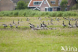 Brandgans (Branta leucopsis)