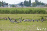 Brandgans (Branta leucopsis)