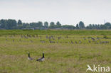 Brandgans (Branta leucopsis)