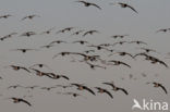 Brandgans (Branta leucopsis)