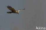 Marsh Harrier (Circus aeruginosus)