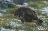 Buizerd (Buteo buteo)