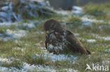 Common Buzzard (Buteo buteo)