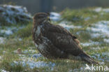 Buizerd (Buteo buteo)