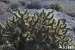 Cactus (Phylocactus hybride)