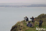 Cap Gris-Nez