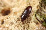 Cerylon histeroides
