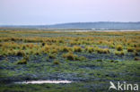 Chobe national park