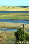 Chobe national park