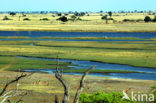 Chobe national park