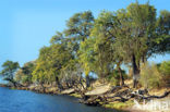 Chobe national park