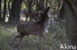 Fallow Deer (Dama dama)
