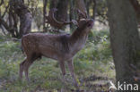 Fallow Deer (Dama dama)