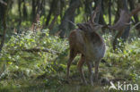 Fallow Deer (Dama dama)