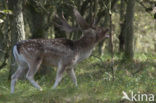 Fallow Deer (Dama dama)